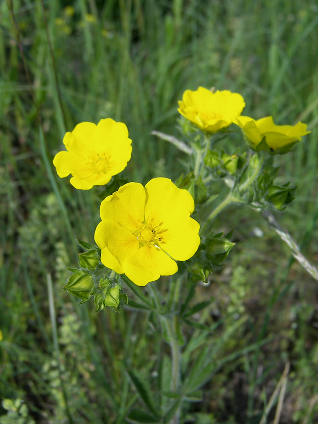 Изображение особи Potentilla recta.