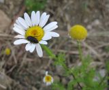Anthemis dumetorum
