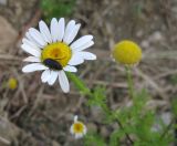 Anthemis dumetorum