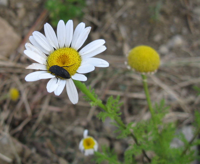 Image of Anthemis dumetorum specimen.