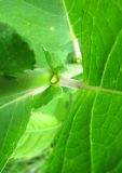 Salix latifolia. Основание листа; видны прилистники, почка и опушение черешка. Ярославская обл., Переславский р-н, дер. Кисьма, берег старицы р. Кисьма. 08.07.2011.