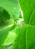 Salix latifolia