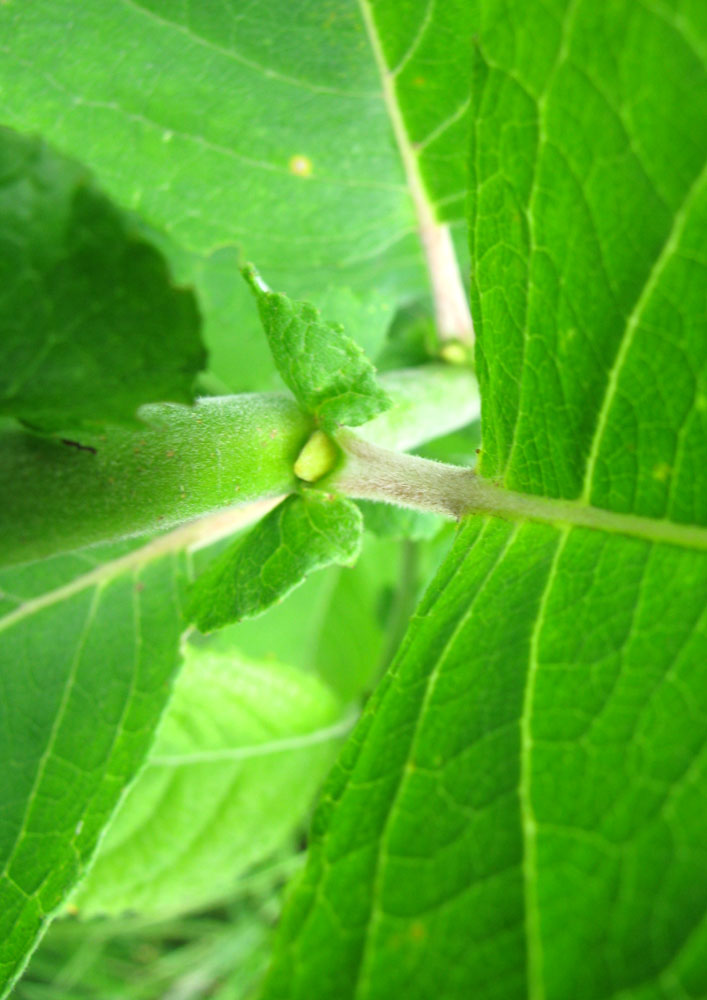 Image of Salix latifolia specimen.
