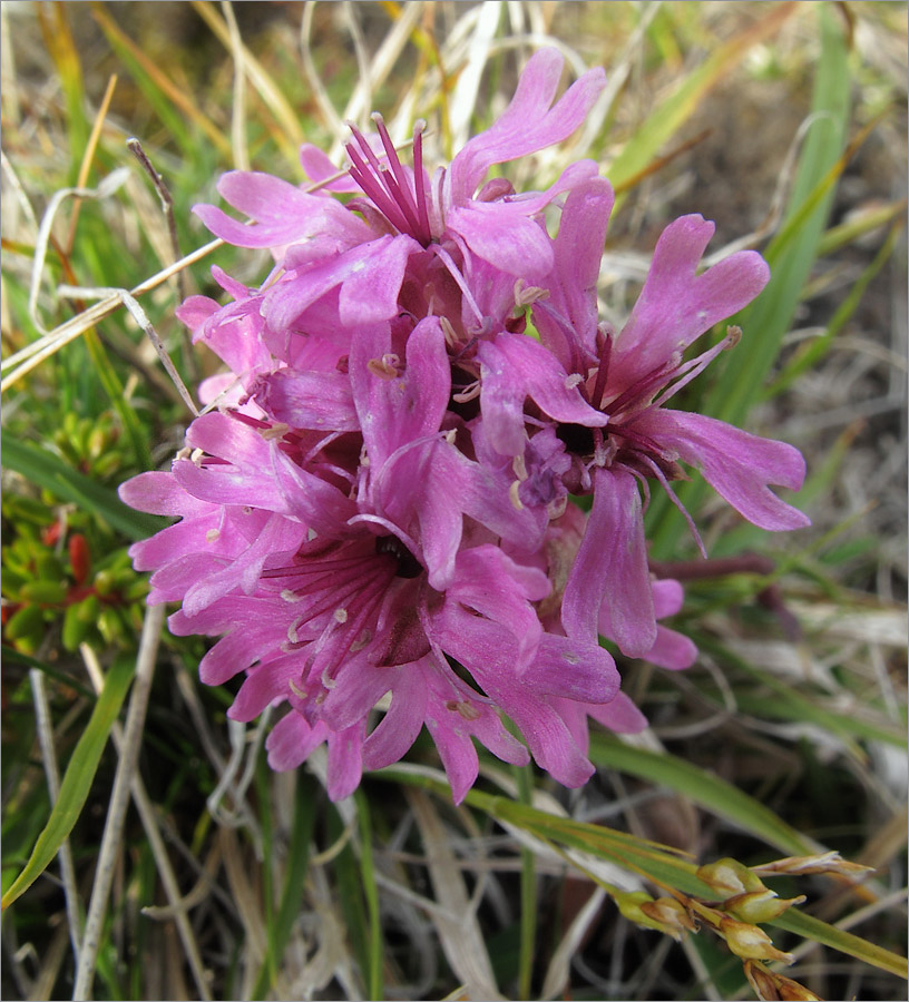 Image of Viscaria alpina specimen.