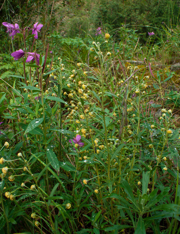 Изображение особи Artemisia lagocephala.