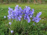 Campanula rotundifolia. Куртинка цветущих растений среди зарослей голубики. Кольский п-ов, берег Белого моря между устьем ручья Точиленный и устьем ручья Лодочный. 06.08.2008.