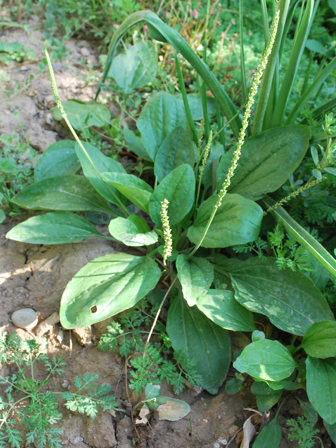 Image of Plantago major specimen.