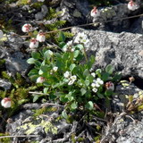 Cardamine bellidifolia