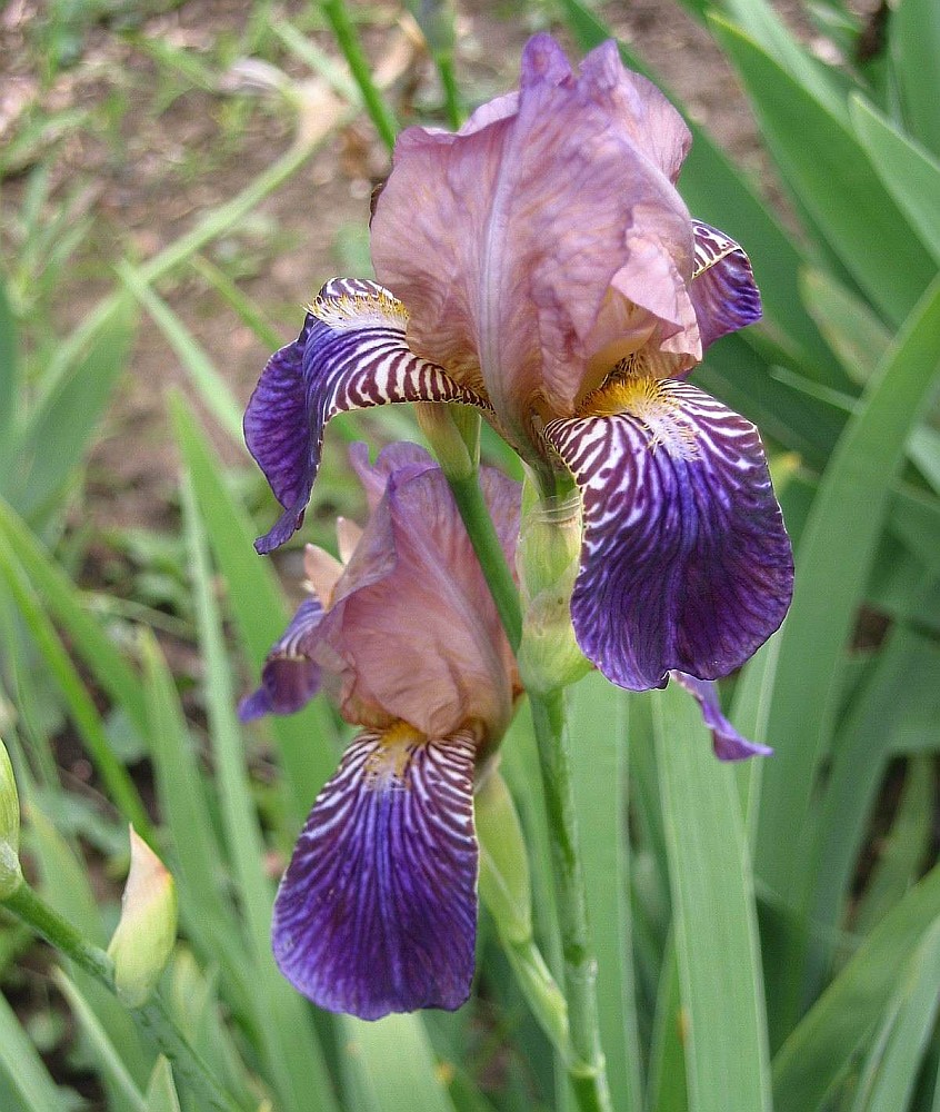 Изображение особи Iris sambucina.