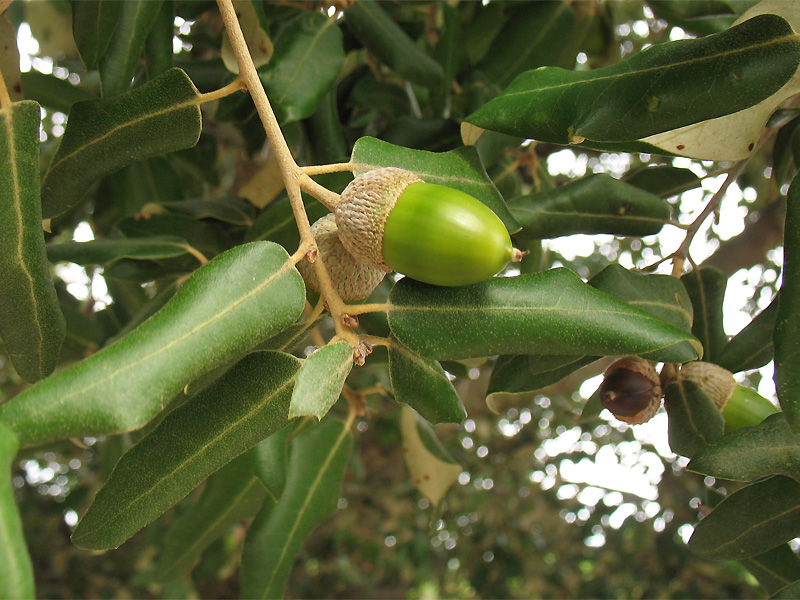 Изображение особи Quercus suber.