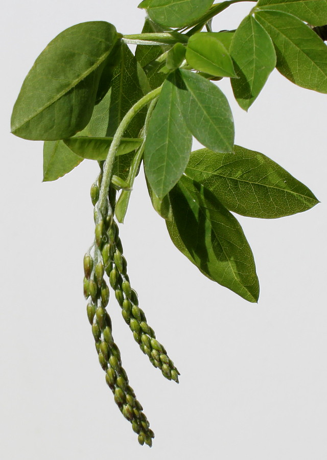 Image of Laburnum × watereri specimen.