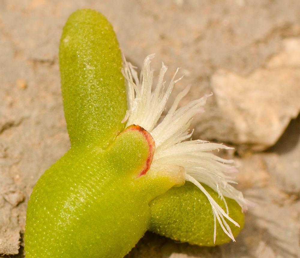 Image of Mesembryanthemum cryptanthum specimen.