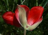 Tulipa carinata. Цветок. Узбекистан, г. Ташкент, Ботанический сад им. Ф.Н. Русанова, 21.03.2009.