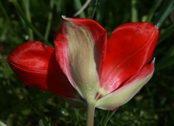 Изображение особи Tulipa carinata.