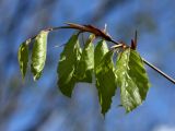 Fagus sylvatica. Молодой побег. Санкт-Петербург, Дудергофские высоты, широколиственный лес. 13.05.2012.