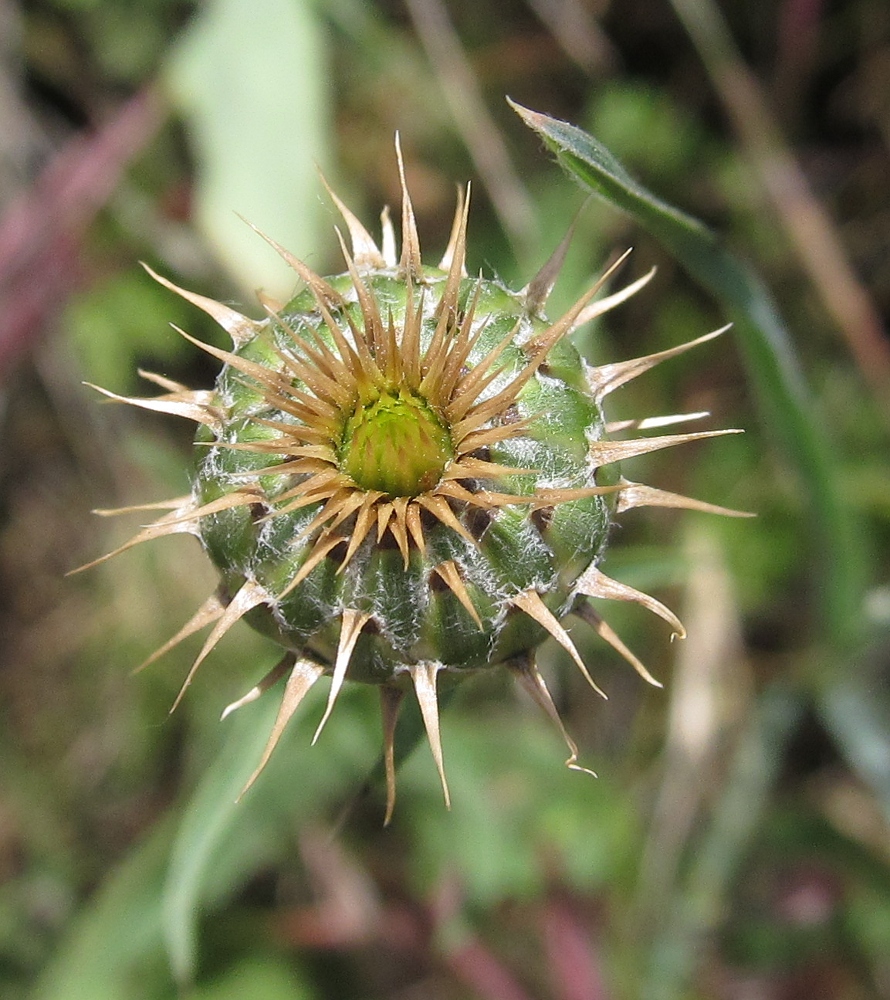 Изображение особи семейство Asteraceae.