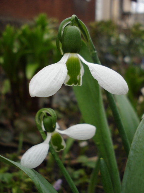 Изображение особи Galanthus elwesii.