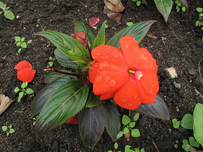 Image of Impatiens hawkeri specimen.