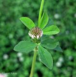 Trifolium hybridum. Часть побега с раскрывающимся соцветием-головкой. Украина, г. Киев, Южная Борщаговка, просп. Академика Королёва, спонтанный газон. 13 июня 2012 г.