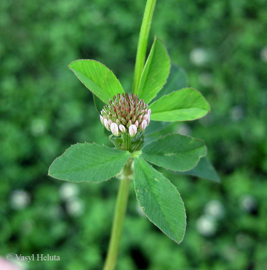 Изображение особи Trifolium hybridum.