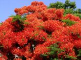 Delonix regia