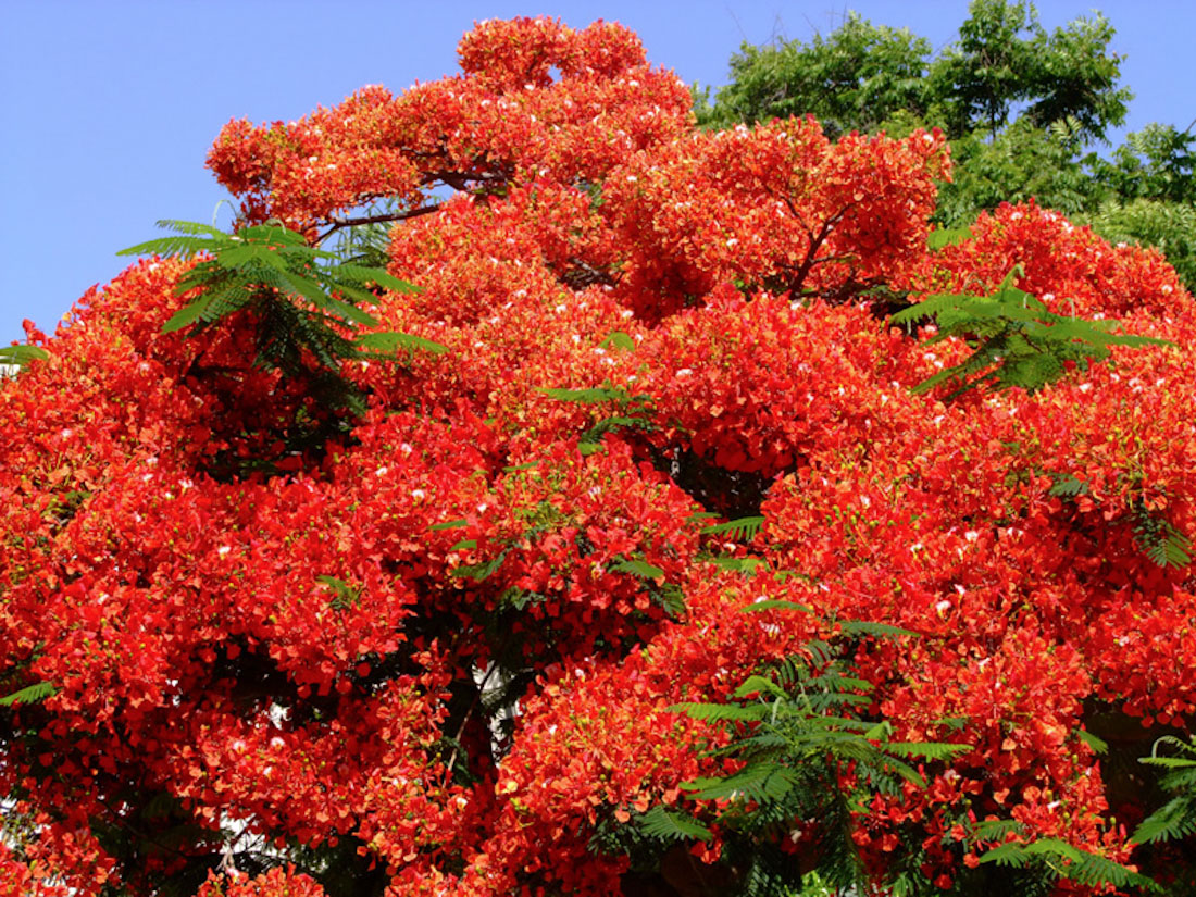 Image of Delonix regia specimen.