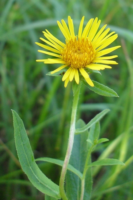 Image of Inula salicina specimen.