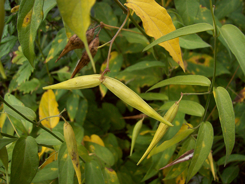 Image of Vincetoxicum hirundinaria specimen.