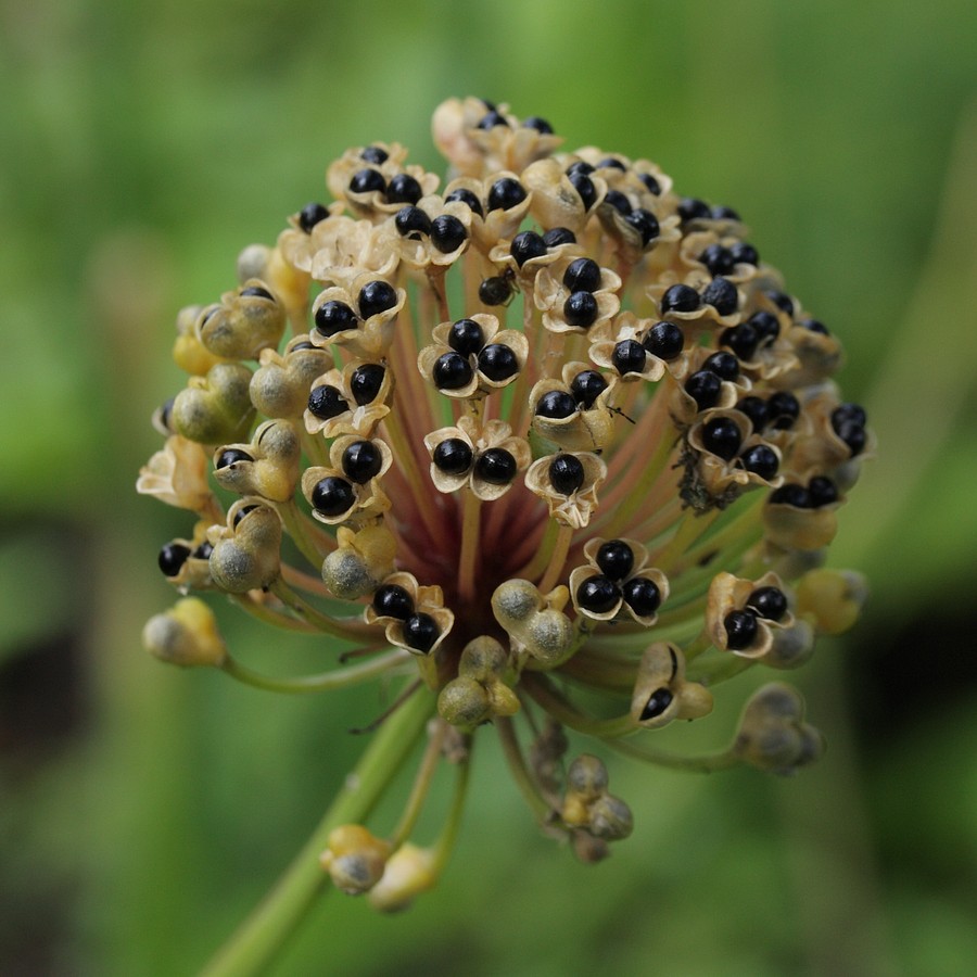 Image of Allium microdictyon specimen.