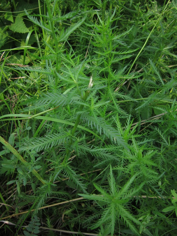 Изображение особи Achillea impatiens.