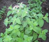 Mentha longifolia