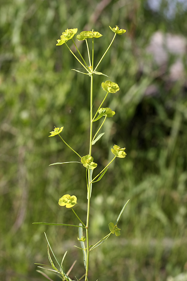 Изображение особи Euphorbia jaxartica.