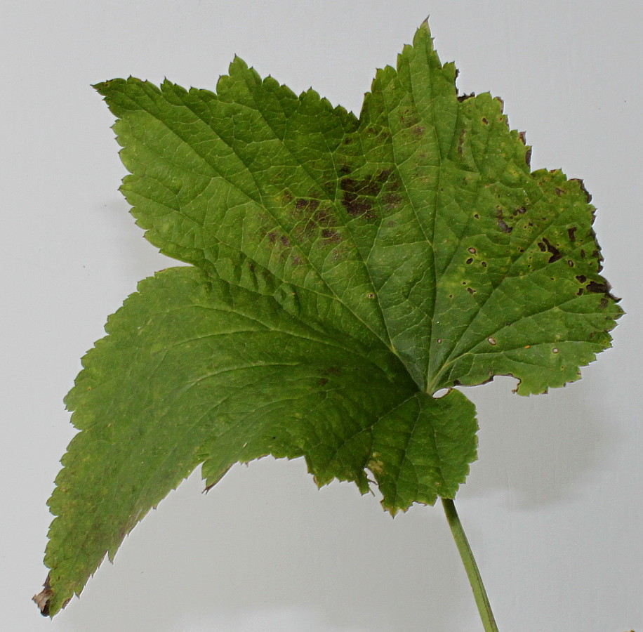 Image of Anemone vitifolia specimen.