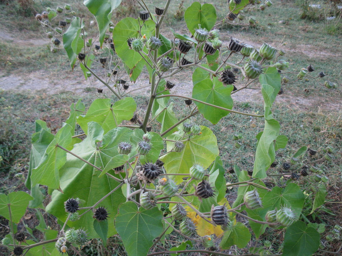 Image of Abutilon theophrasti specimen.
