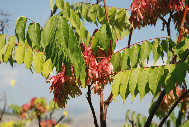 Изображение особи Ailanthus altissima.