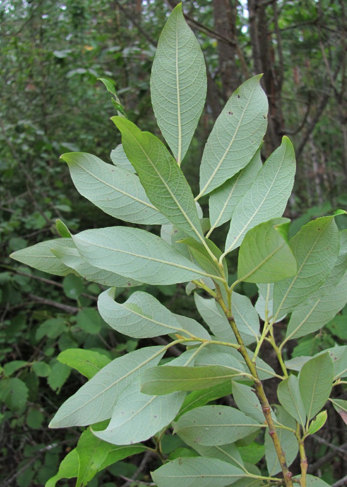 Изображение особи Salix caprea.