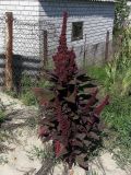 Amaranthus hypochondriacus