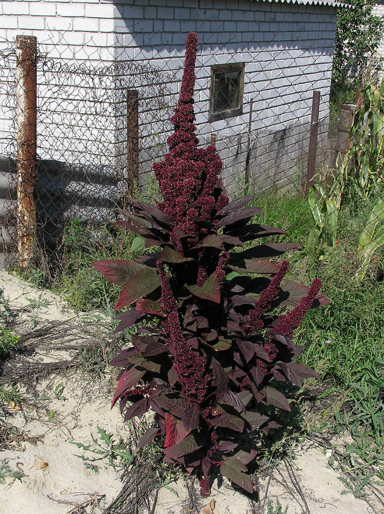 Изображение особи Amaranthus hypochondriacus.