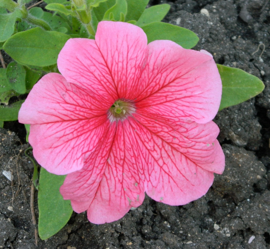 Изображение особи Petunia &times; hybrida.