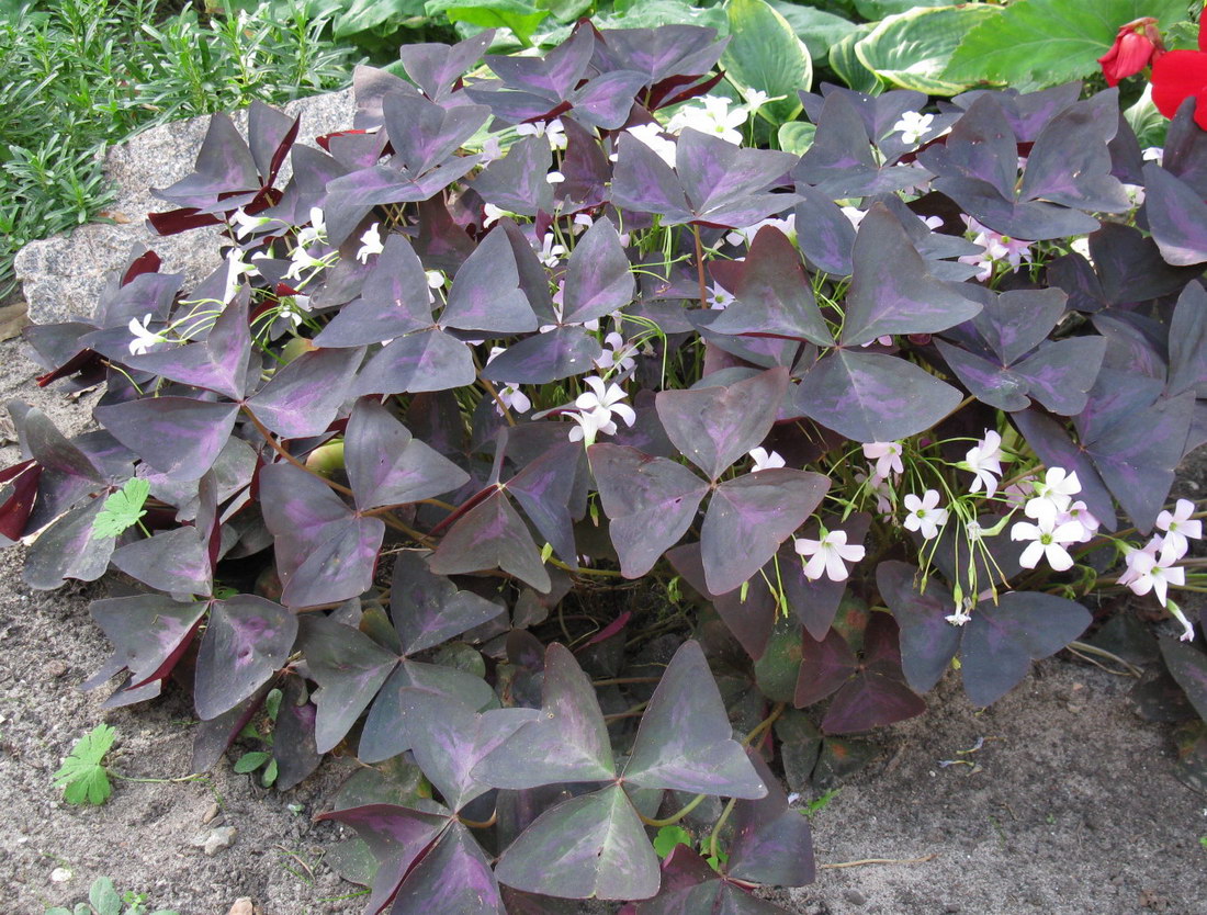 Изображение особи Oxalis triangularis.