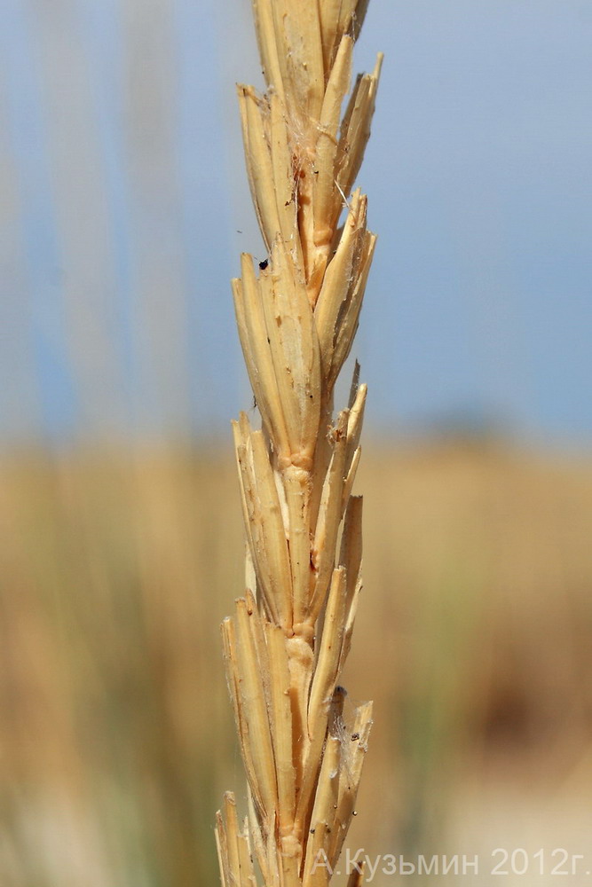 Изображение особи Leymus racemosus ssp. sabulosus.