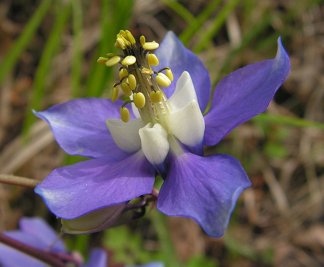 Image of Aquilegia parviflora specimen.