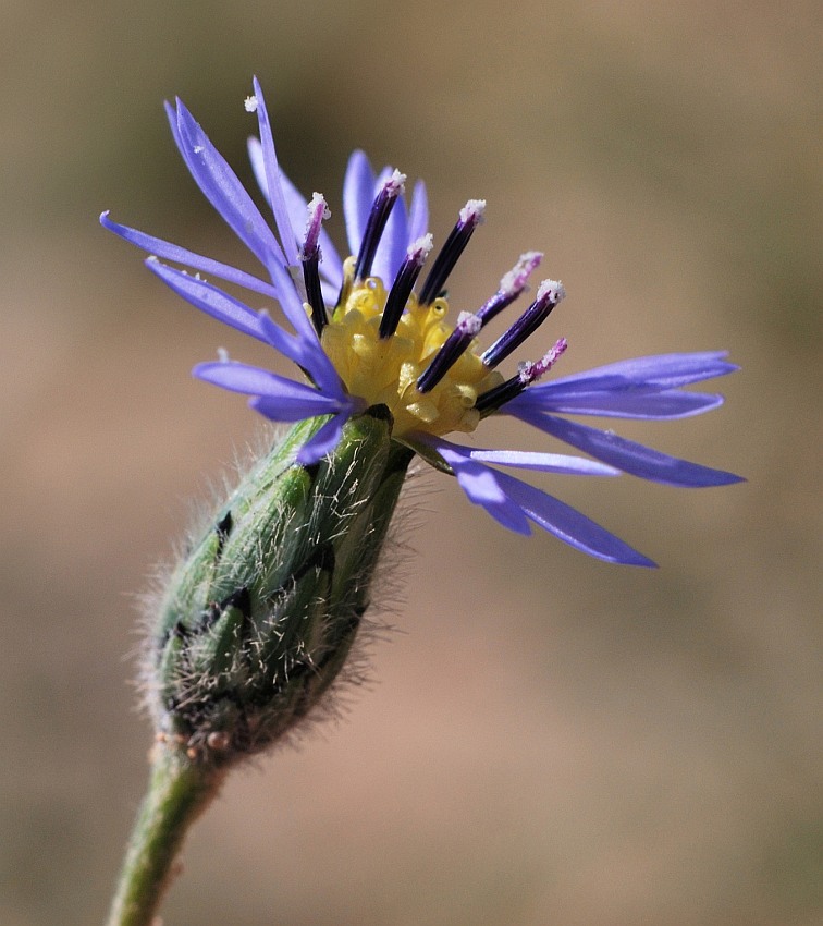 Изображение особи Volutaria crupinoides.