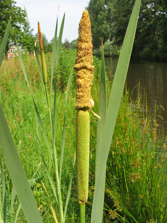 Изображение особи Typha latifolia.