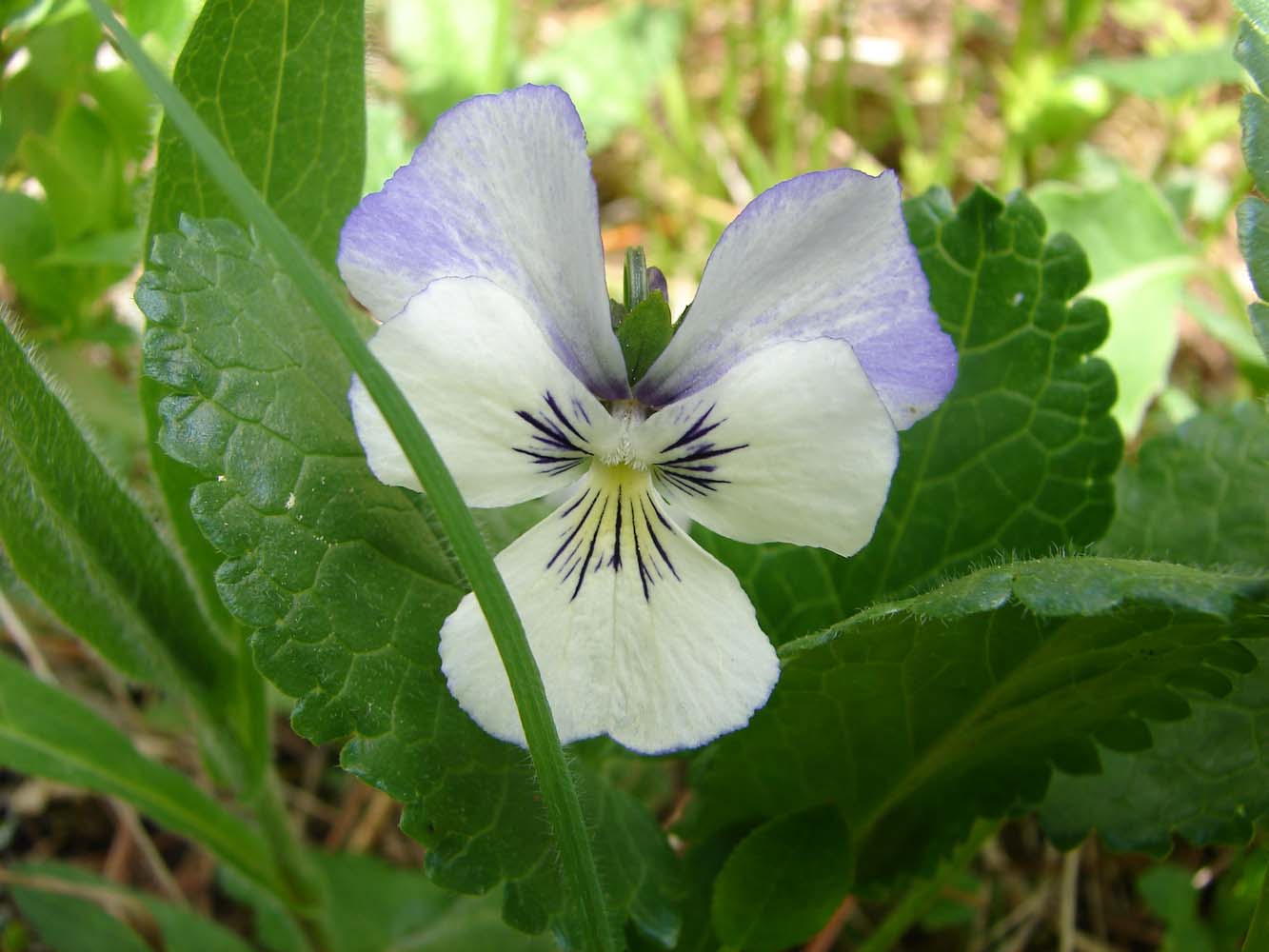 Изображение особи Viola altaica.