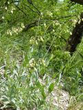 Oberna behen. Зацветающее растение. Крым, Ялта, окр. водопада Учан-Су. 16.05.2009.