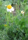 Anthemis pseudocotula