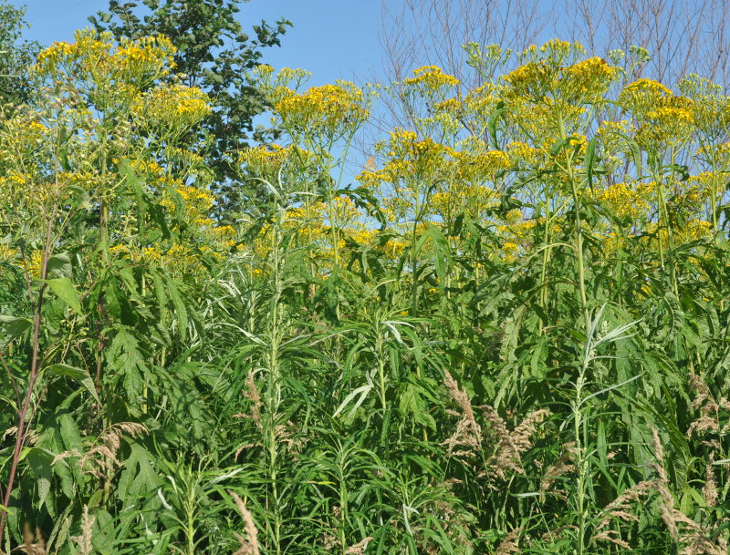 Изображение особи Senecio cannabifolius.