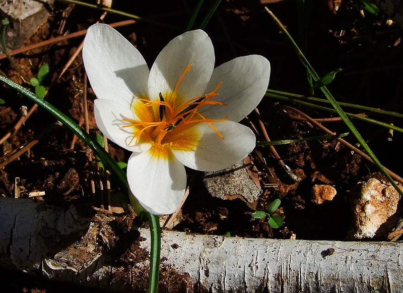 Изображение особи Crocus hyemalis.