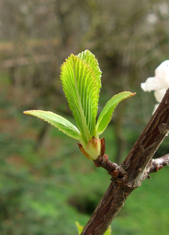 Image of Viburnum farreri specimen.